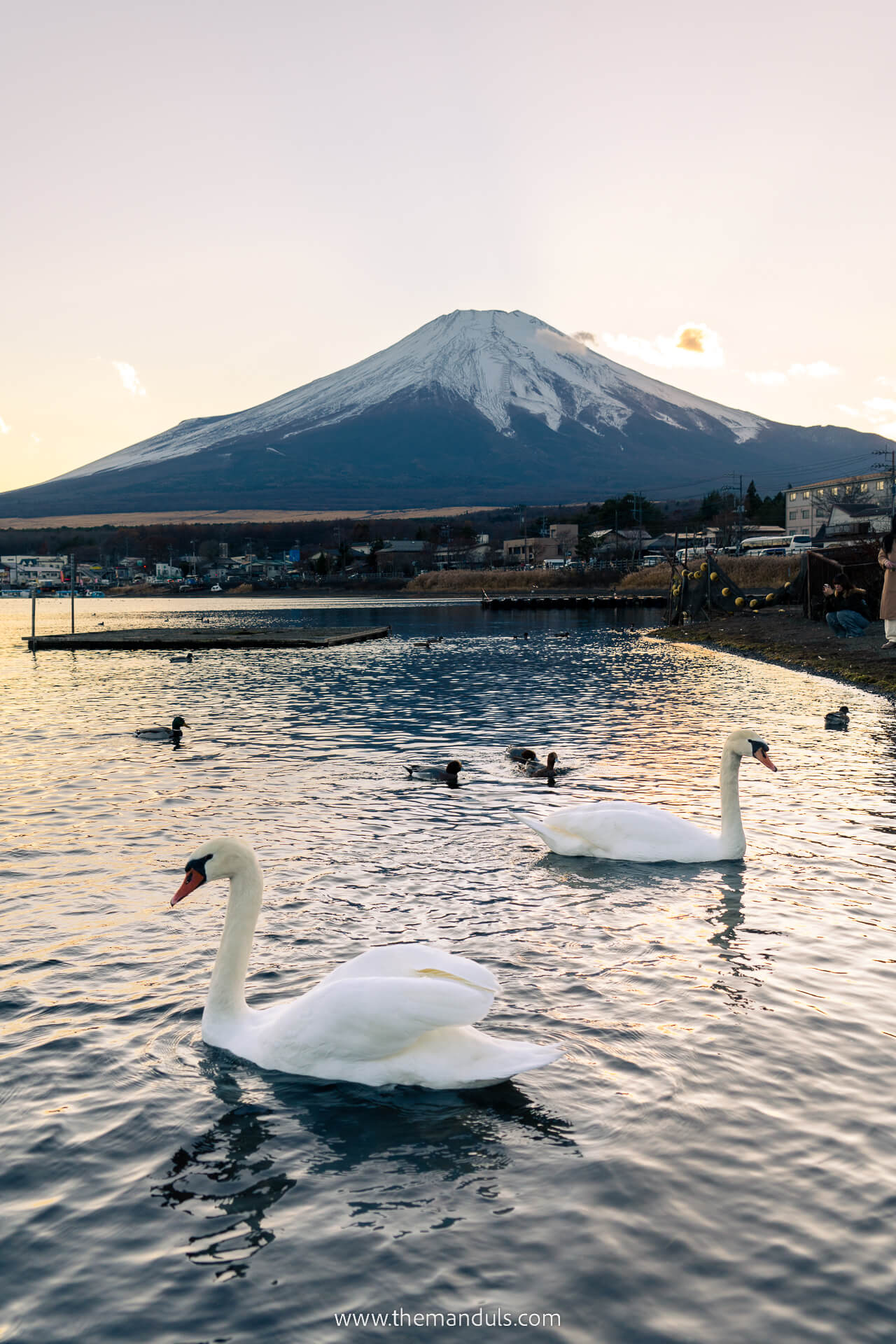 Things to do at Mount Fuji - Lake Yamanakako swans