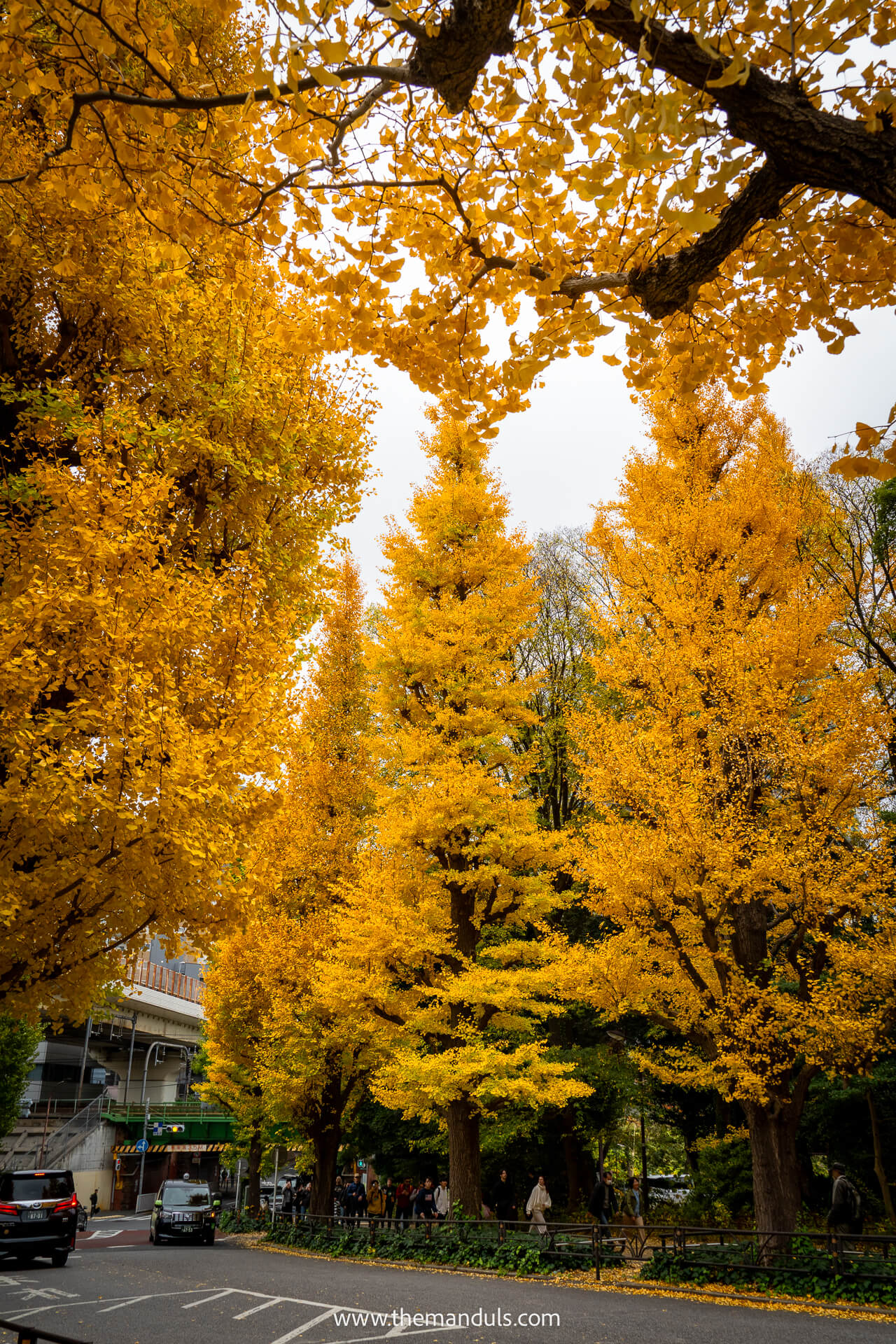 Ginko trees in their peak in Tokyo Ginko trees in their peak in Tokyo