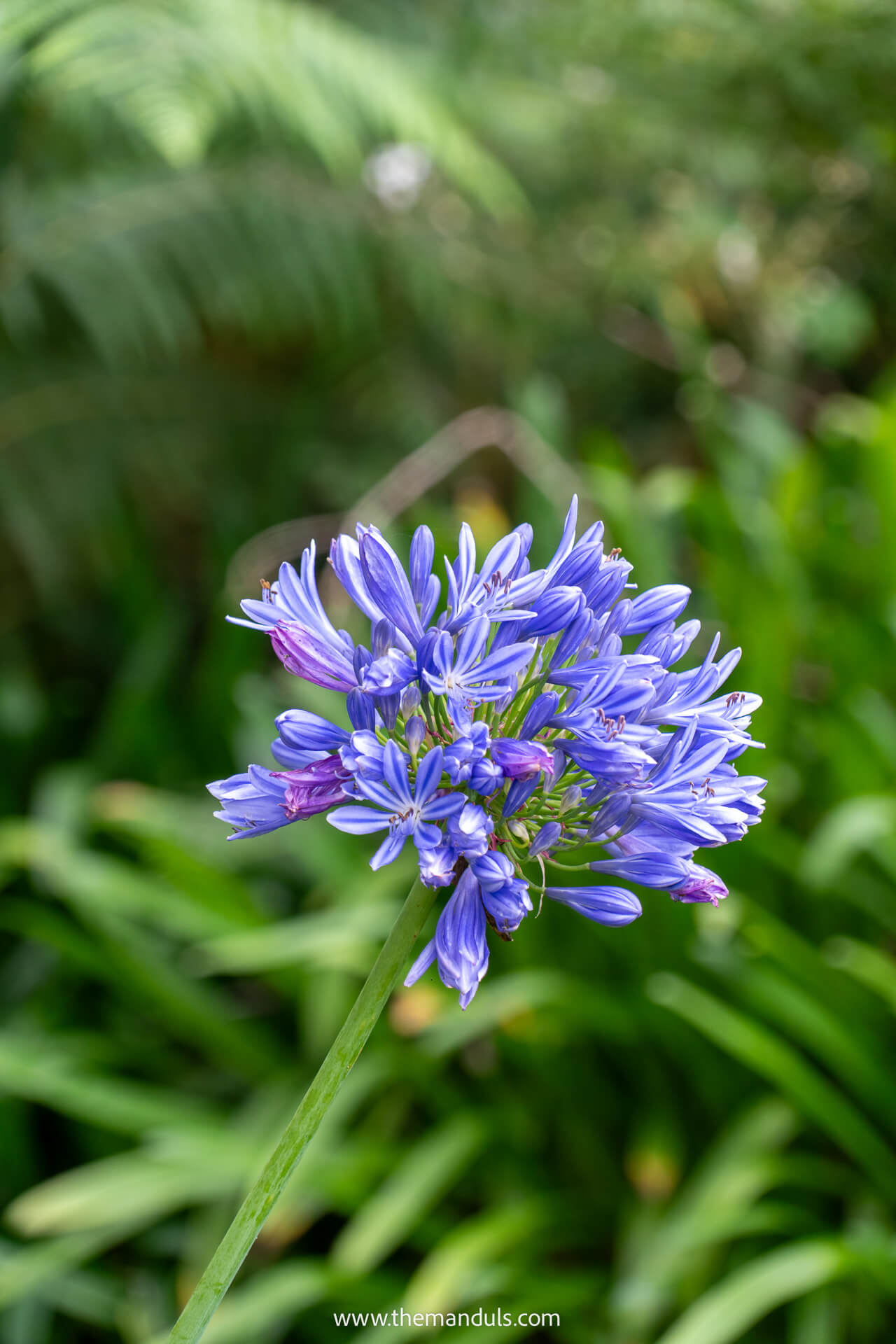 Levada do Rei hike Madeira 7 Levada do Rei hike Madeira