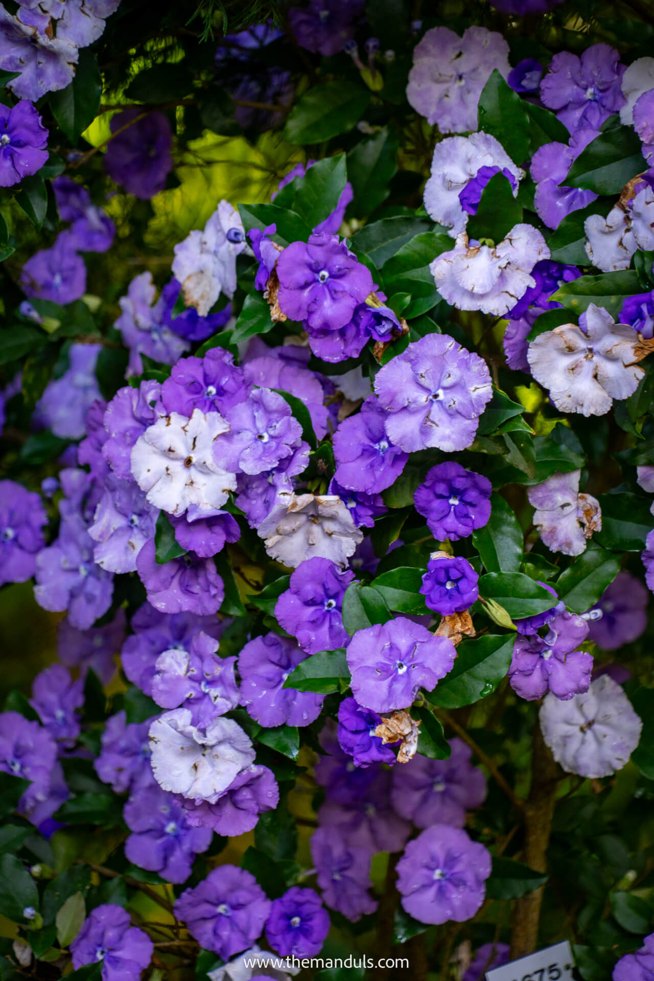 Monte Palace Tropical Garden Funchal Madeira