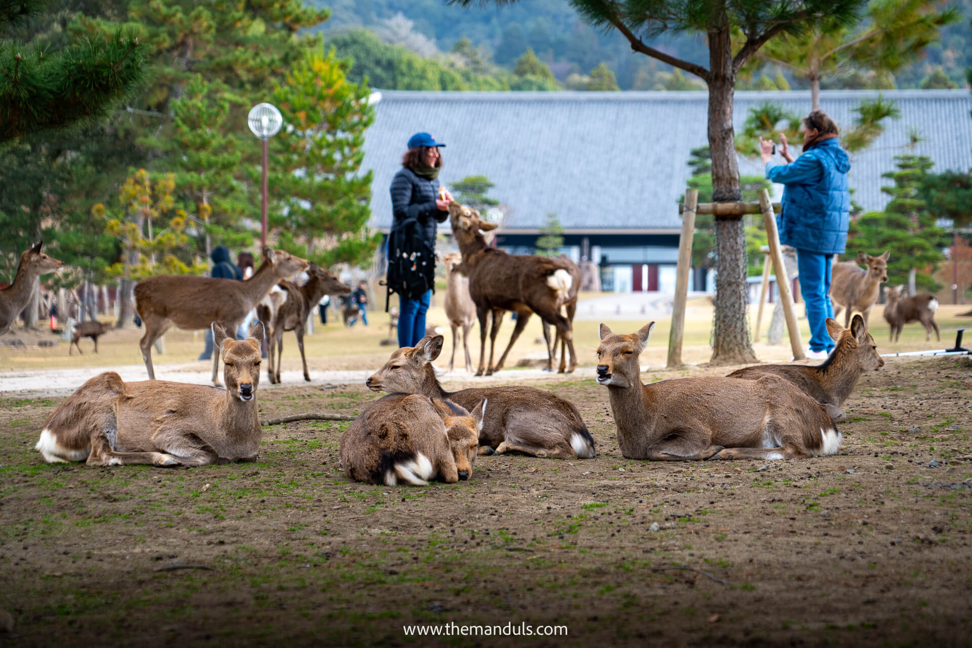 Nara Park Japan