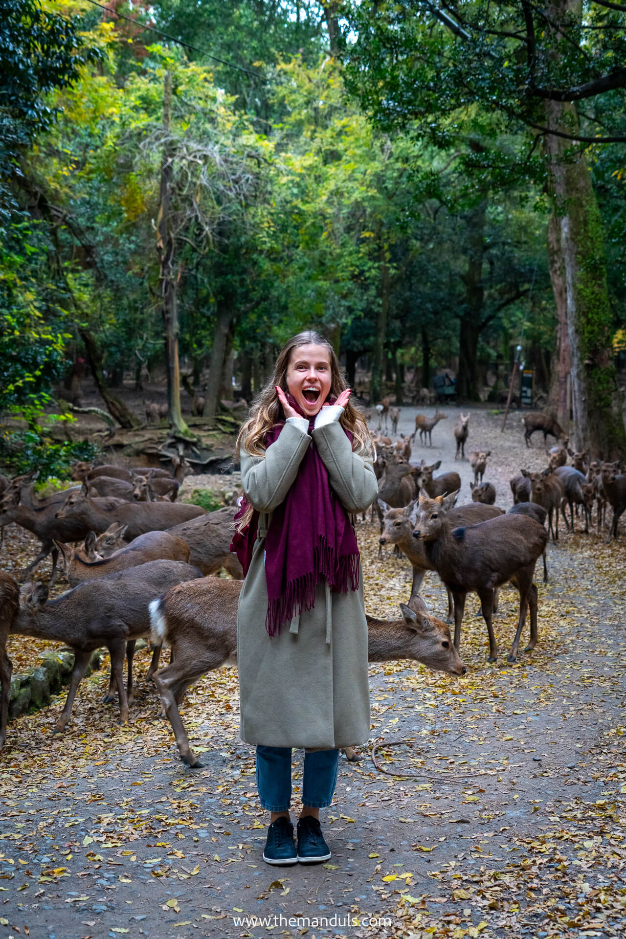 Nara Park Japan 2 Nara Park Japan