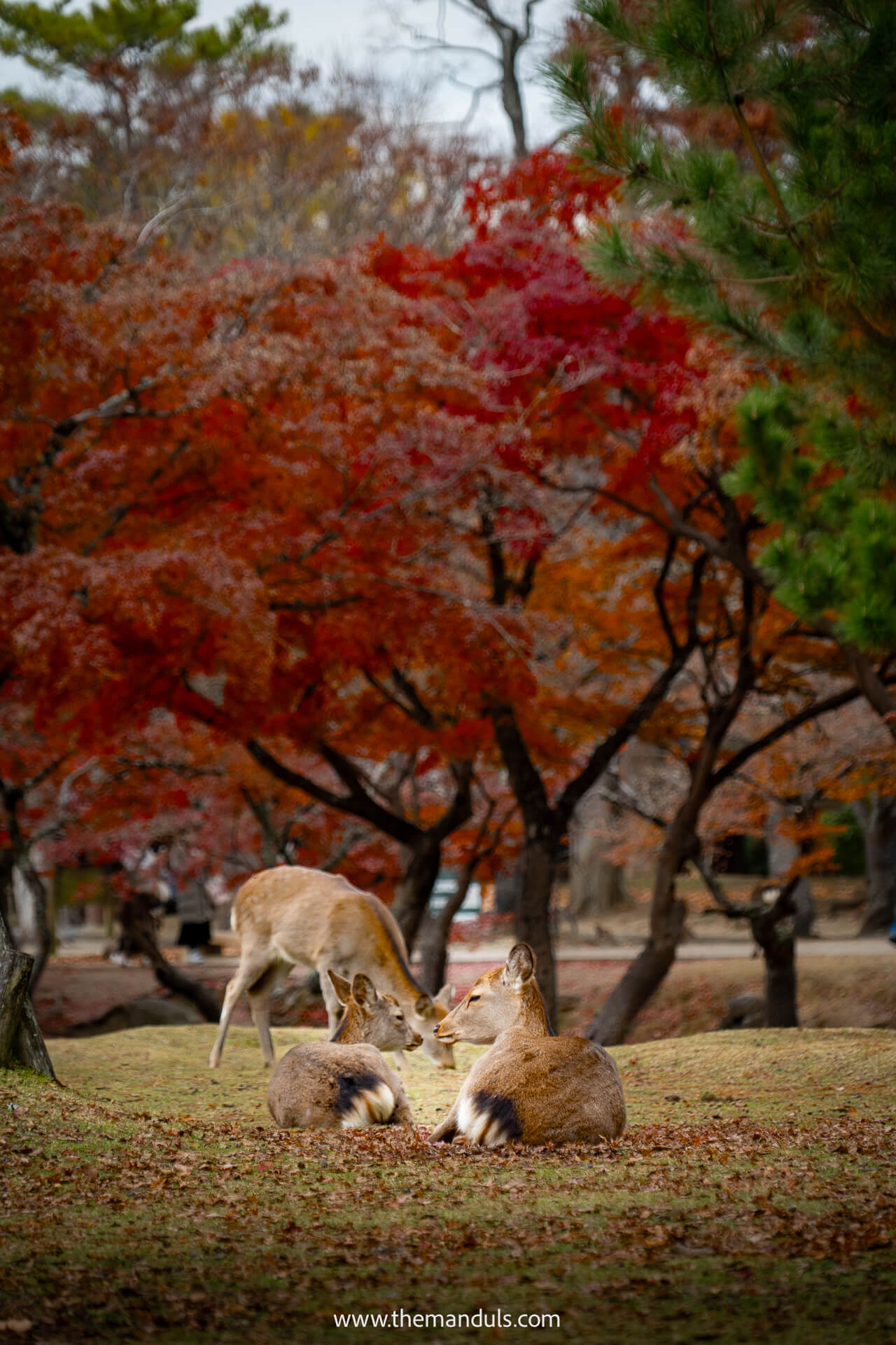 Nara Park Japan