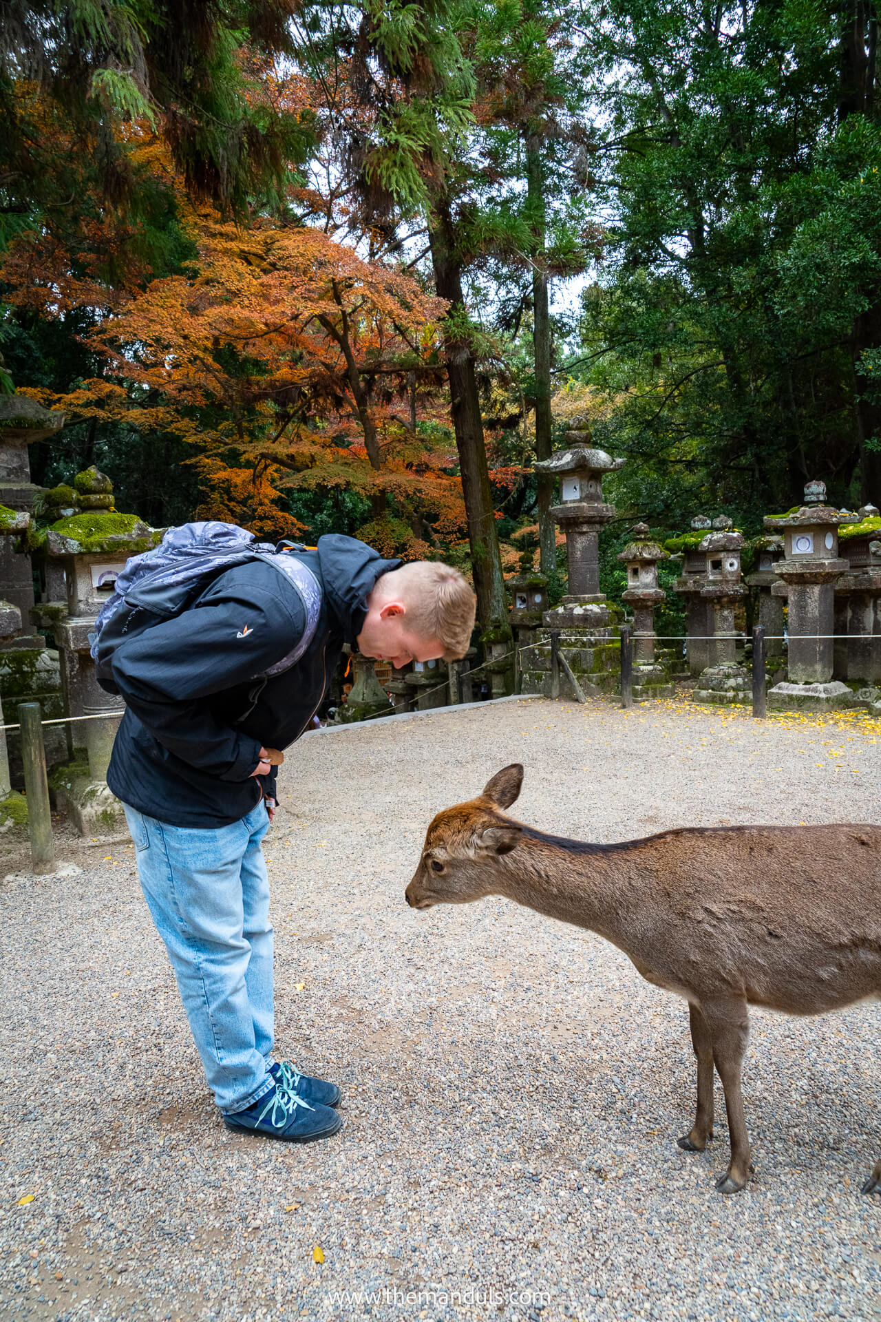 Nara Park Japan