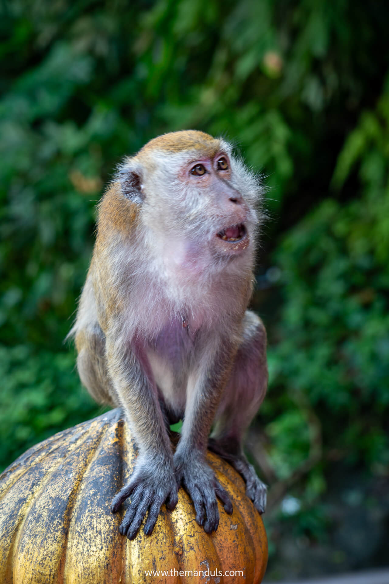 Batu caves Kuala Lumpur 5