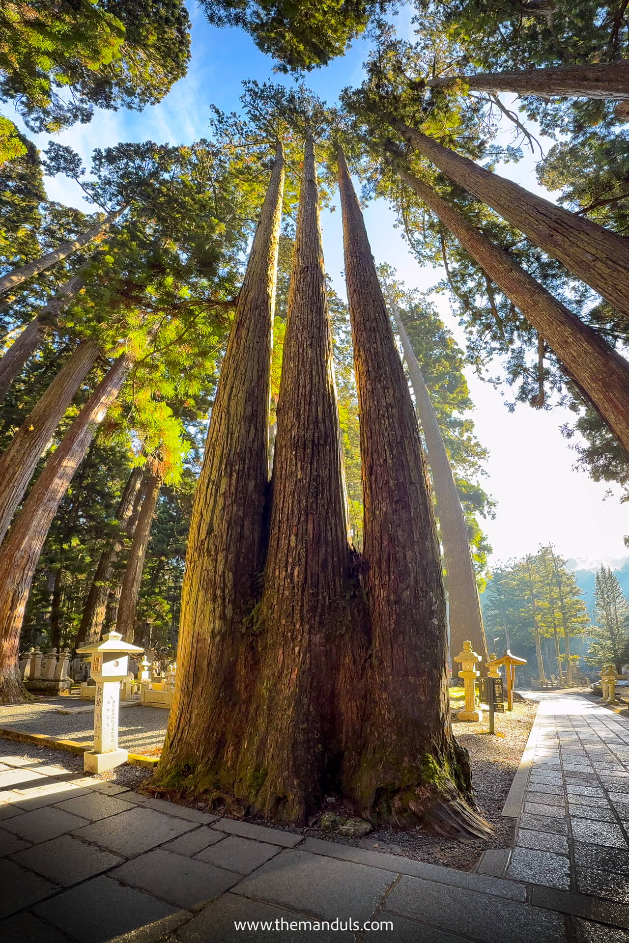 Koyasan Okunoin cemetary ceder trees
