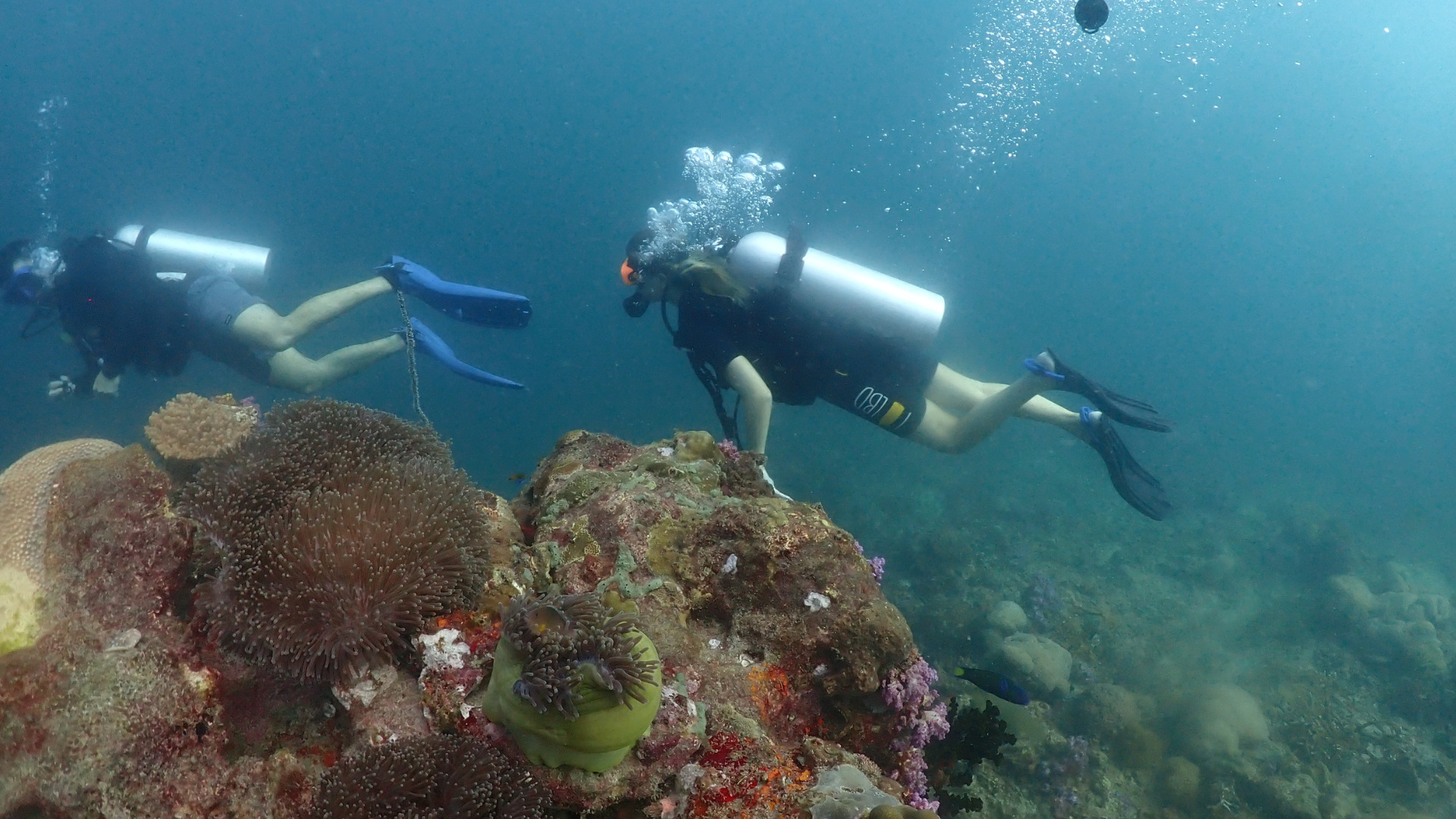 Best Time to See Whale Sharks in Koh Tao 3 Best Time to See Whale Sharks in Koh Tao