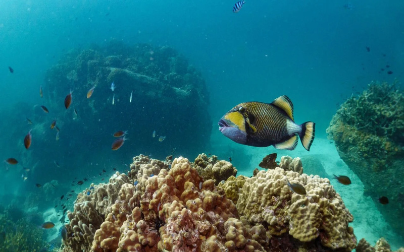 Best Time to See Whale Sharks in Koh Tao Best Time to See Whale Sharks in Koh Tao
