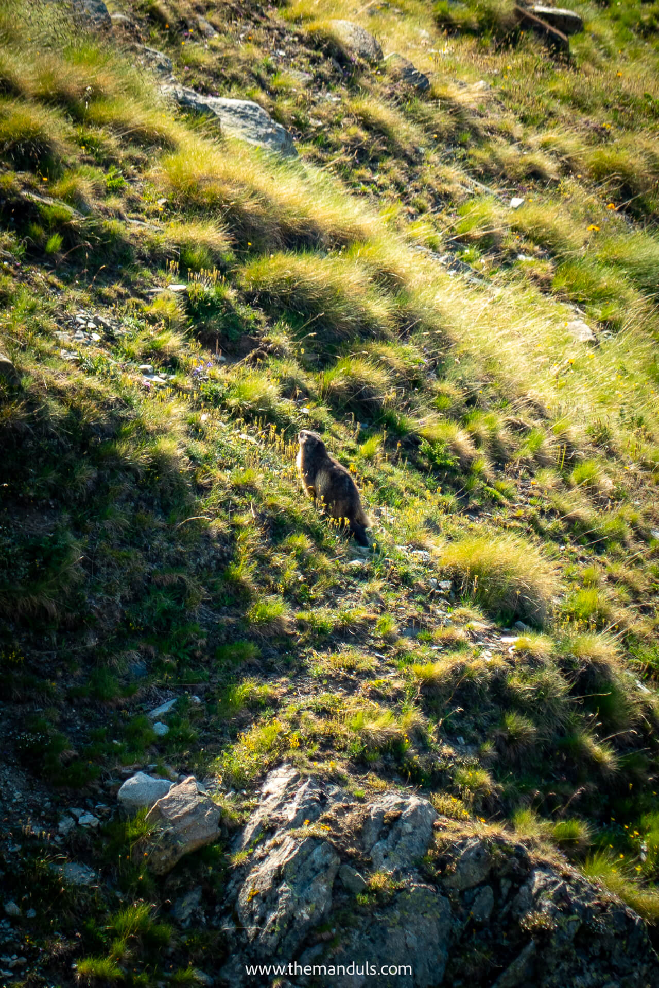 Sunnegga to Blauherd Marmot Trail